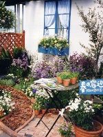 春の窓辺−種から育てた花々 春の窓辺−種から育てた花々