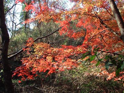 紅葉